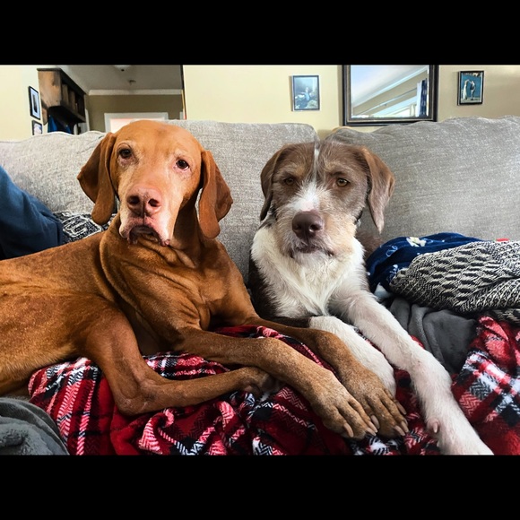 Meet your Posher, Tiffany - Picture 1 of 1